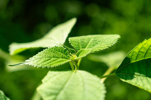Green leaves