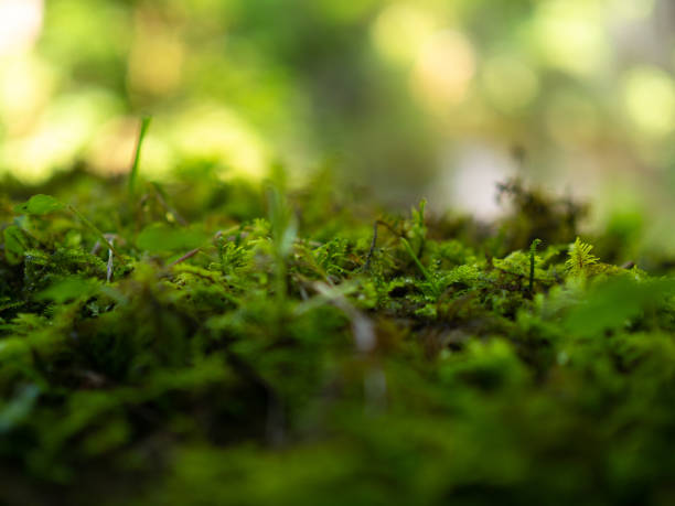 istock Caucasus National Park. Beautiful nature. Spring. 2171267775