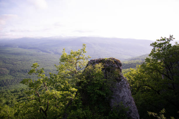 Old forest high in the mountains. Beautiful spring landscape.