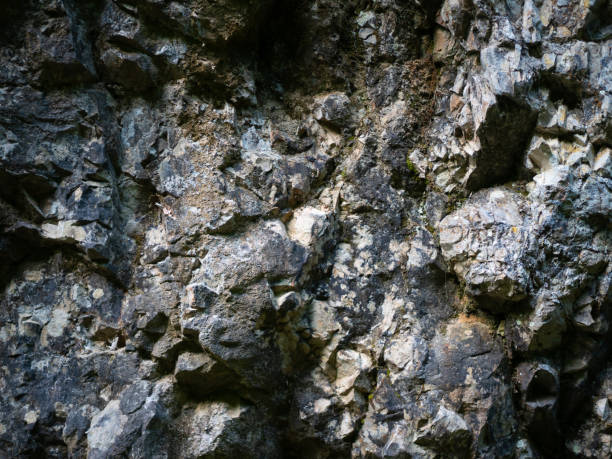 istock Old forest high in the mountains. Beautiful plants along a mountain river. 2171268418