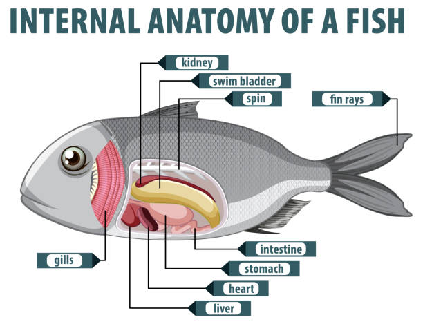 istock Detailed diagram of fish internal organs 2171270132