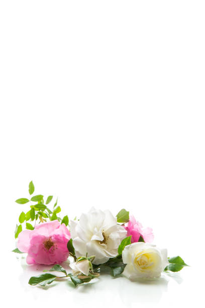 istock wooden light background with white and pink roses 2171273851
