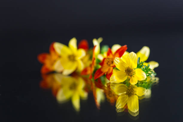 small bouquet of small multicolored flowers isolated on black background .