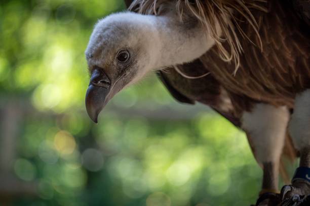 istock Close-Up of a Vulture with a Blurred Green Background 2171274544