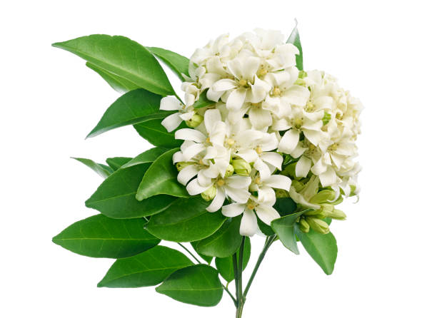 istock Murraya paniculata, Orange jasmine flowers with leaves isolated on white background with clipping path 2171274834