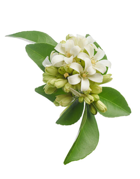istock Murraya paniculata, Orange jasmine flowers with leaves isolated on white background with clipping path 2171274835