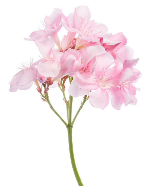 istock Nerium oleander, Pink oleander flowers isolated on white background with clipping path 2171274849