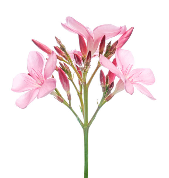 istock Nerium oleander, Pink oleander flowers isolated on white background with clipping path 2171274876