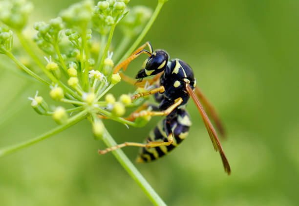 istock Wasp on a yellow flower. Macro 2171275429