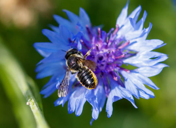 istock Bee on a blue flower in nature. Macro 2171275600