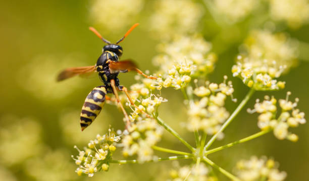 istock Wasp on a yellow flower. Macro 2171276091