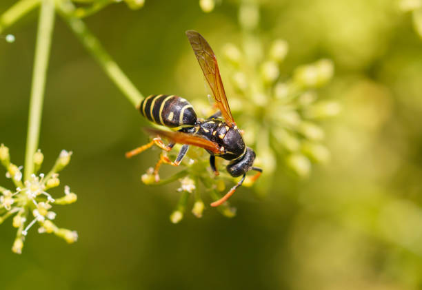 istock Wasp on a yellow flower. Macro 2171276140