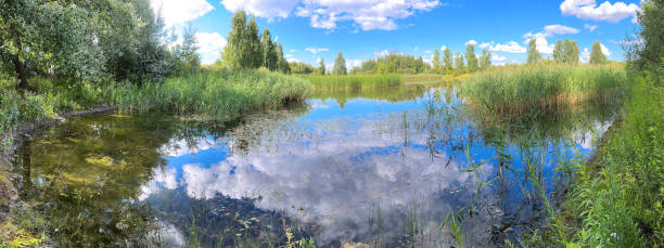 istock Lake in mixed forest in summer. Nature 2171276183