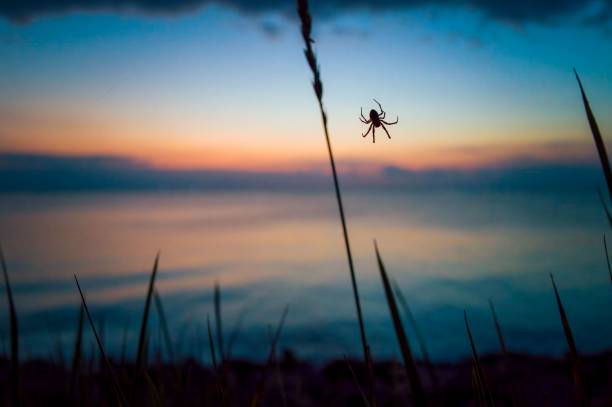 A silhouette of a spider hanging on a web with a beautiful sunset over a calm lake in the background.