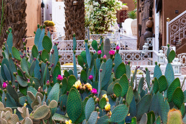 A large flowering succulent garden with plants called Opuntia dejecta Salm-Dyck. Daylight