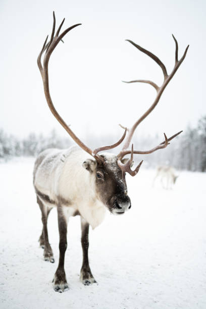 istock A solitary reindeer stands amidst the snow. 2171280618