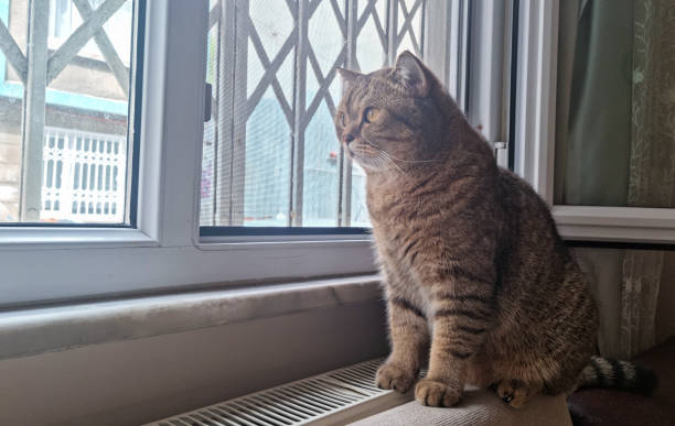 istock The cute cats looking outdoors in the house 2171280641