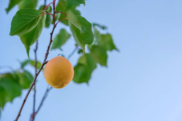 Ripe apricot fruit on the branch. Harvest time in the orchard. Concept of healthy food and vitamins. Selective focus