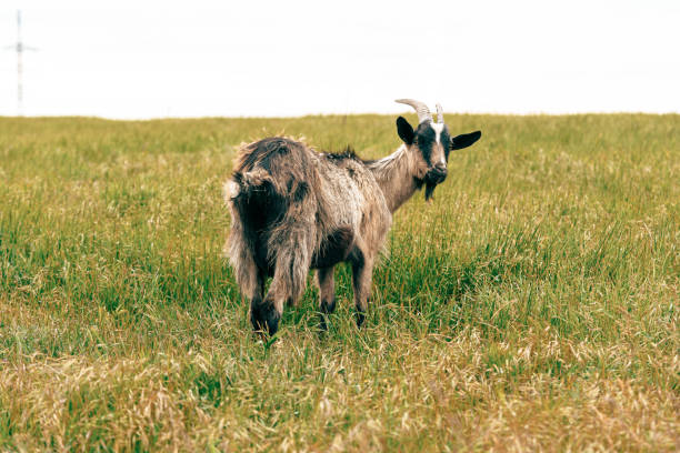 A goat wandering in a grassy field during a sunny day in a rural setting close up