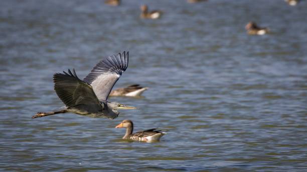 istock Gray heron flying low over water surface searching for food 2171281715