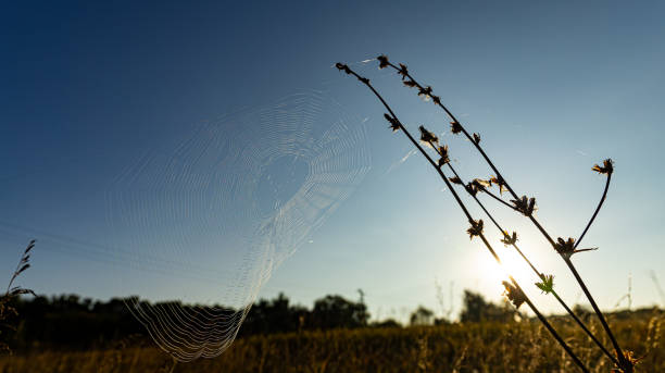 An intricate spider web glistens in the sun, creating a scene