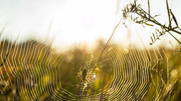 istock A small spider is quietly sitting in the very middle of its web 2171284154