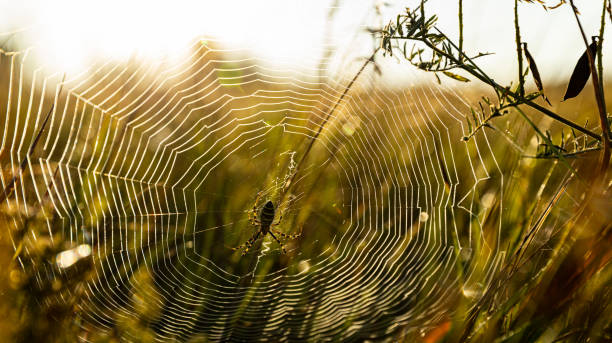 istock A spider rests in the center of its elaborate web in a field 2171284204