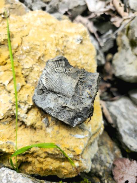 istock Bivalvia Fossil in limestone 2171285857