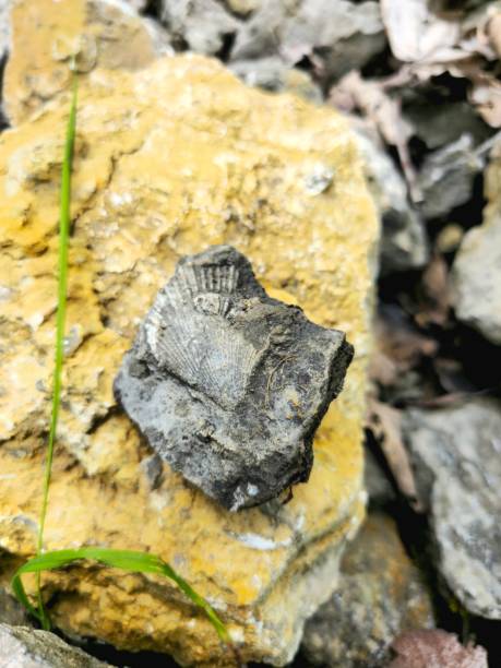 istock Bivalvia Fossil in limestone 2171285859