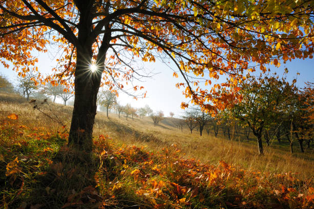 Orchard with old Cherry Trees in Autumn, the sun is shining through orange leaves