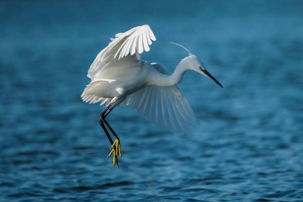 istock White egret in mid-flight over a serene blue water background 2171287334