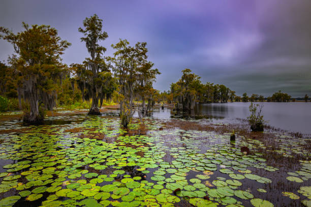 Lilypads float gently on the lake, surrounded by trees draped in Spanish moss, as dark clouds gather overhead  a serene yet dramatic display of nature's moody beauty.