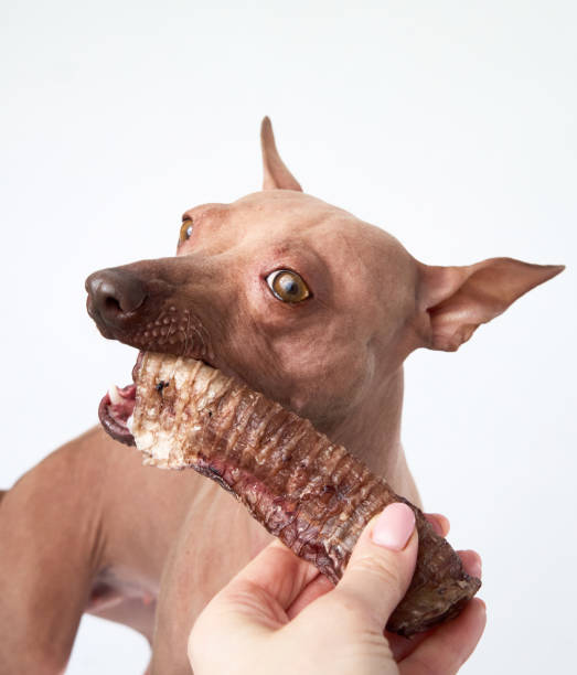 istock American Hairless Terrier Chewing a Treat 2171291808