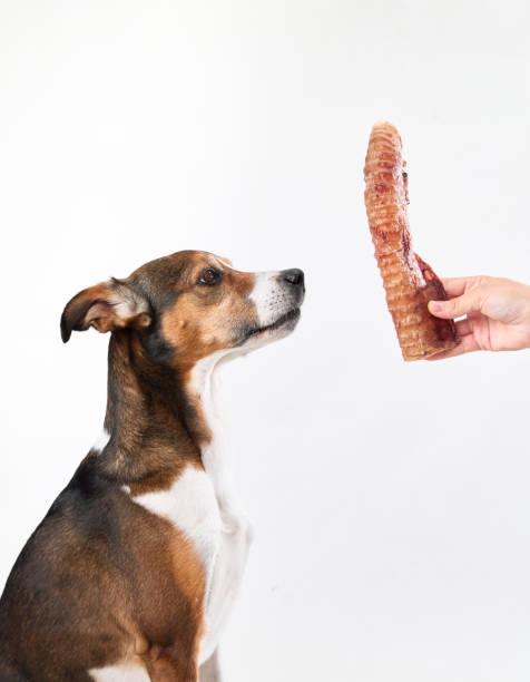 istock Mixed-Breed Dog Eyeing a Treat 2171291825