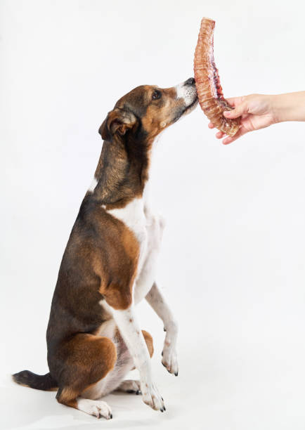 A mixed-breed dog sits and sniffs a treat offered by a hand. The dog shows curiosity towards the food held close to its nose.