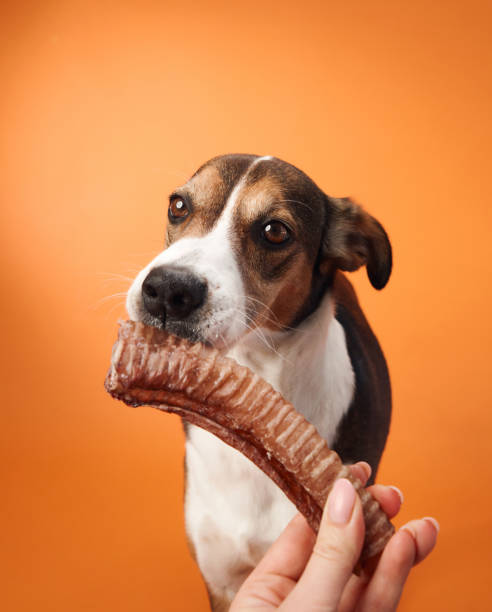istock Dog eagerly taking a treat 2171291893