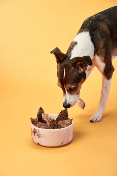 istock Dog eating from a bowl on orange background 2171291898