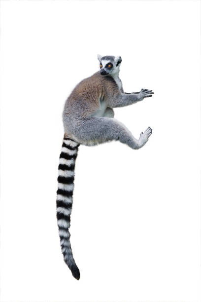 sitting lemur isolated on white background