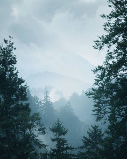 A misty forest landscape with layers of trees and mountains in the background.