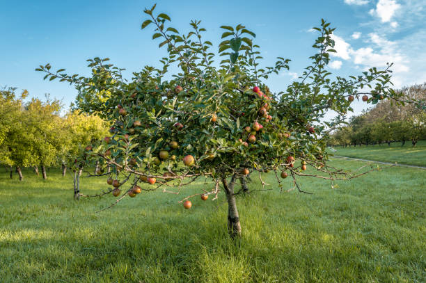 istock Apple plantation in Daugaard in rural Denmark 2171296448
