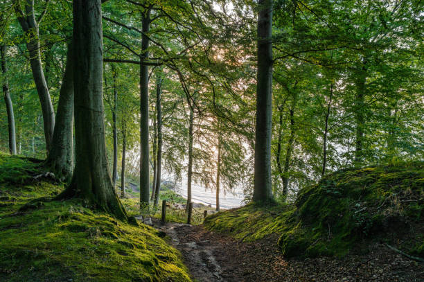 Untouched forest in Staksrode near the Vejle fjord, Denmark Untouched forest in Staksrode near the Vejle fjord Denmark green valley denmark stock pictures, royalty-free photos & images