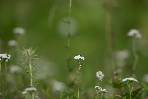 beautiful botanical shot, natural wallpaper