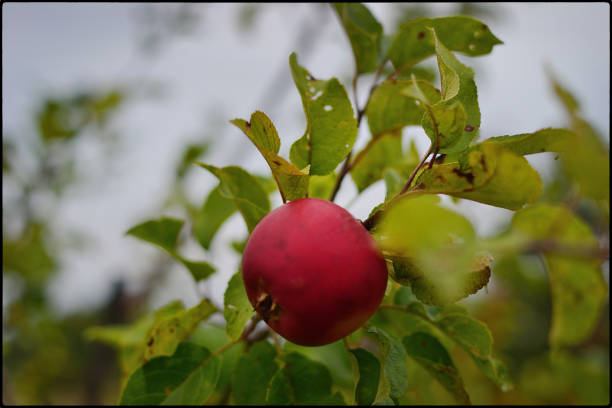 Apple on blurred background