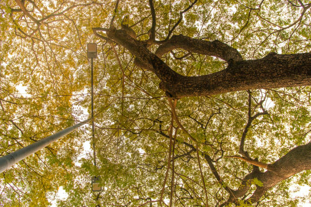 Low angle shot of lights under shady yellow trees. tall leafy trees towering with two beams of night lights. trees that grow in summer for cool shade under the sun.