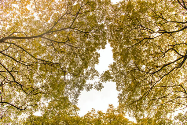 yellow trees from low angle. trees with yellow leaves, yellow sky and sun light.