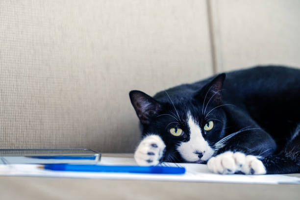 books and cat