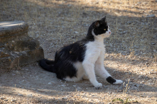 istock black and white cat sitting on the floor 2171301156