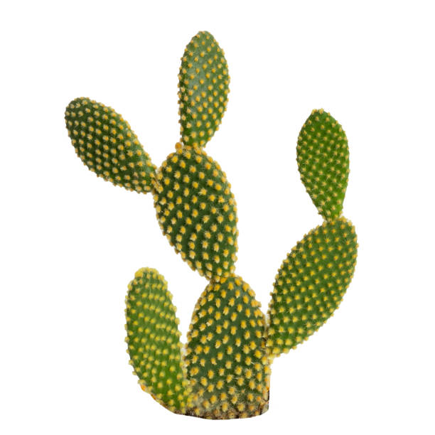 istock A stunningly vibrant green cactus adorned with striking yellow spines captures attention 2171302083