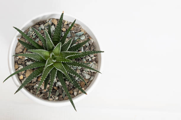 istock Stylish Green Succulent Featured in a Modern Pot Surrounded by Decorative Pebbles 2171302638