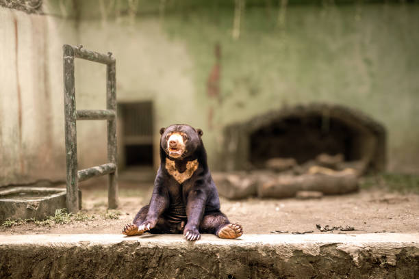 The Malayan Sun Bear is seen sitting alone facing the camera. Sun bears are the smallest bear species in the world found in Indonesia. This bear species inhabits dense tropical forests in Southeast Asia.
